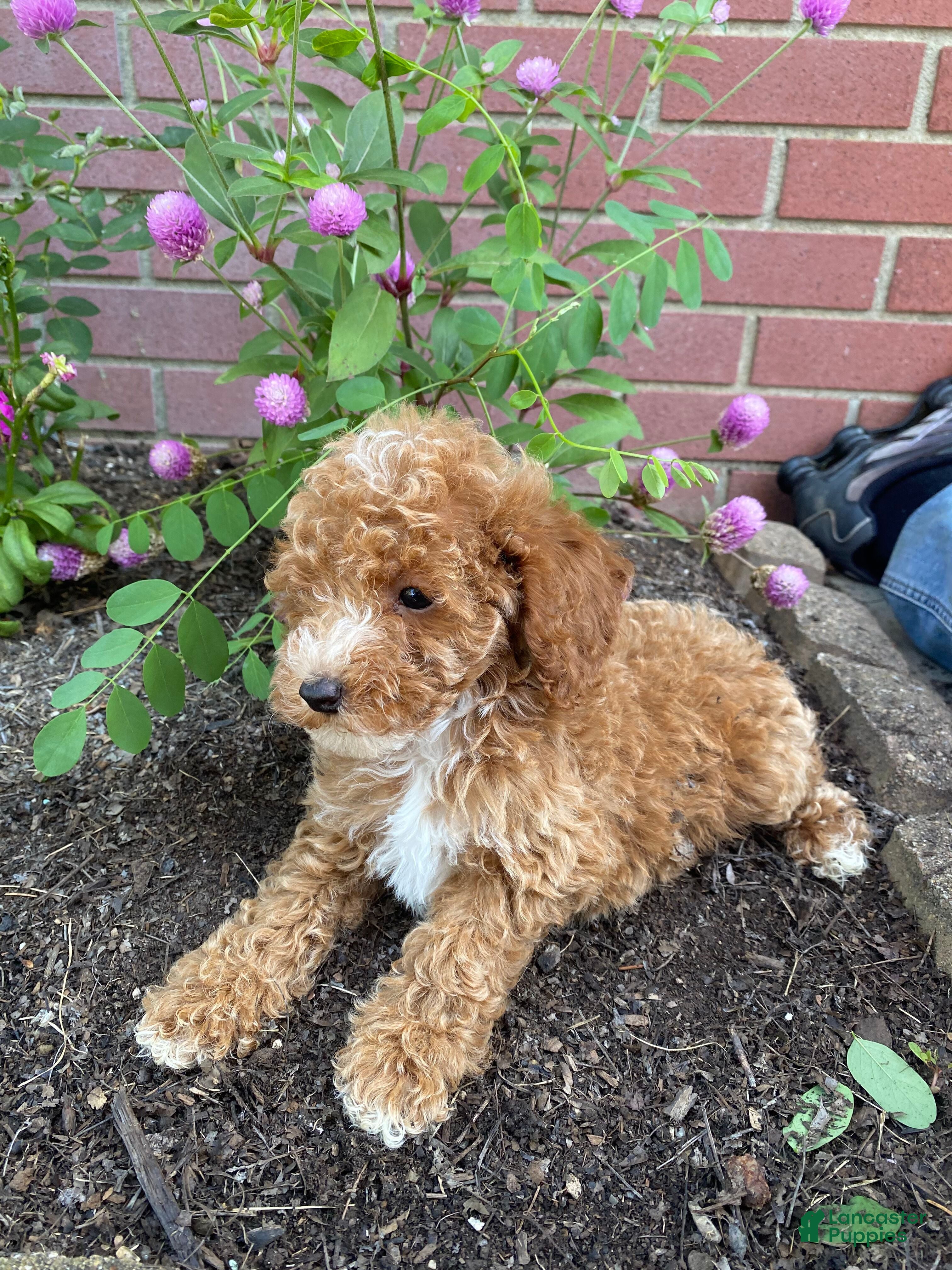Miniature Poodle dogs Leo - Ad 2