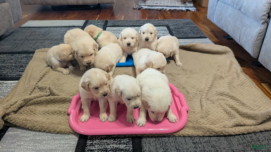 Golden Retriever dogs for sale: Okie, AKC - Ad 4