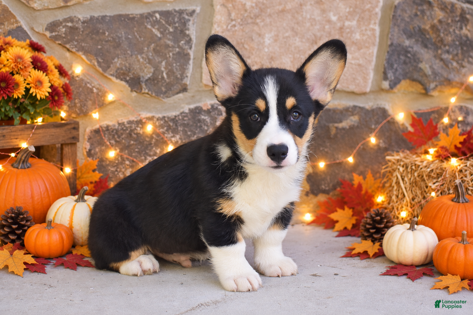 Welsh Corgi Pembroke dogs Sutton - Ad 2
