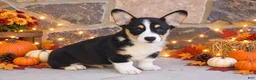 Welsh Corgi Pembroke dogs for sale: Sutton - Ad 2