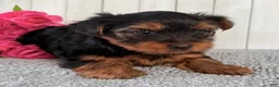 Yorkshire Terrier dogs for sale: Stella - Ad 6