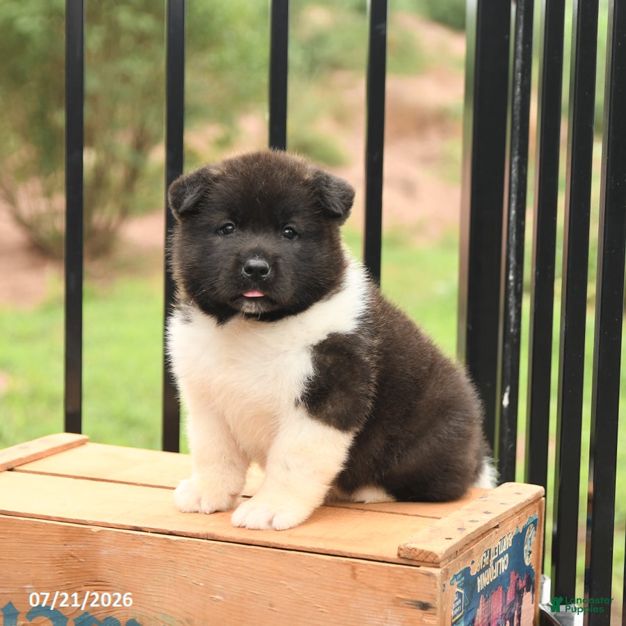 Akita dogs Spirit - Ad 1