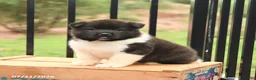 Akita dogs for sale: Spirit - Ad 1