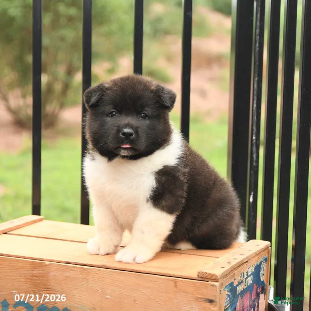 Akita dogs for sale: Spirit - Ad 1