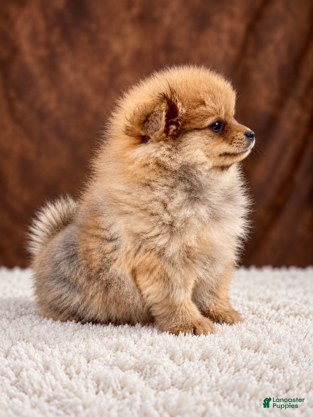 Pomeranian dogs Girl Bluey - Ad 2