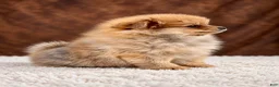 Pomeranian dogs for sale: Girl Bluey - Ad 2