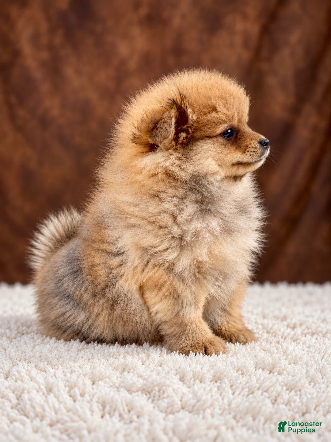Pomeranian dogs for sale: Girl Bluey - Ad 2