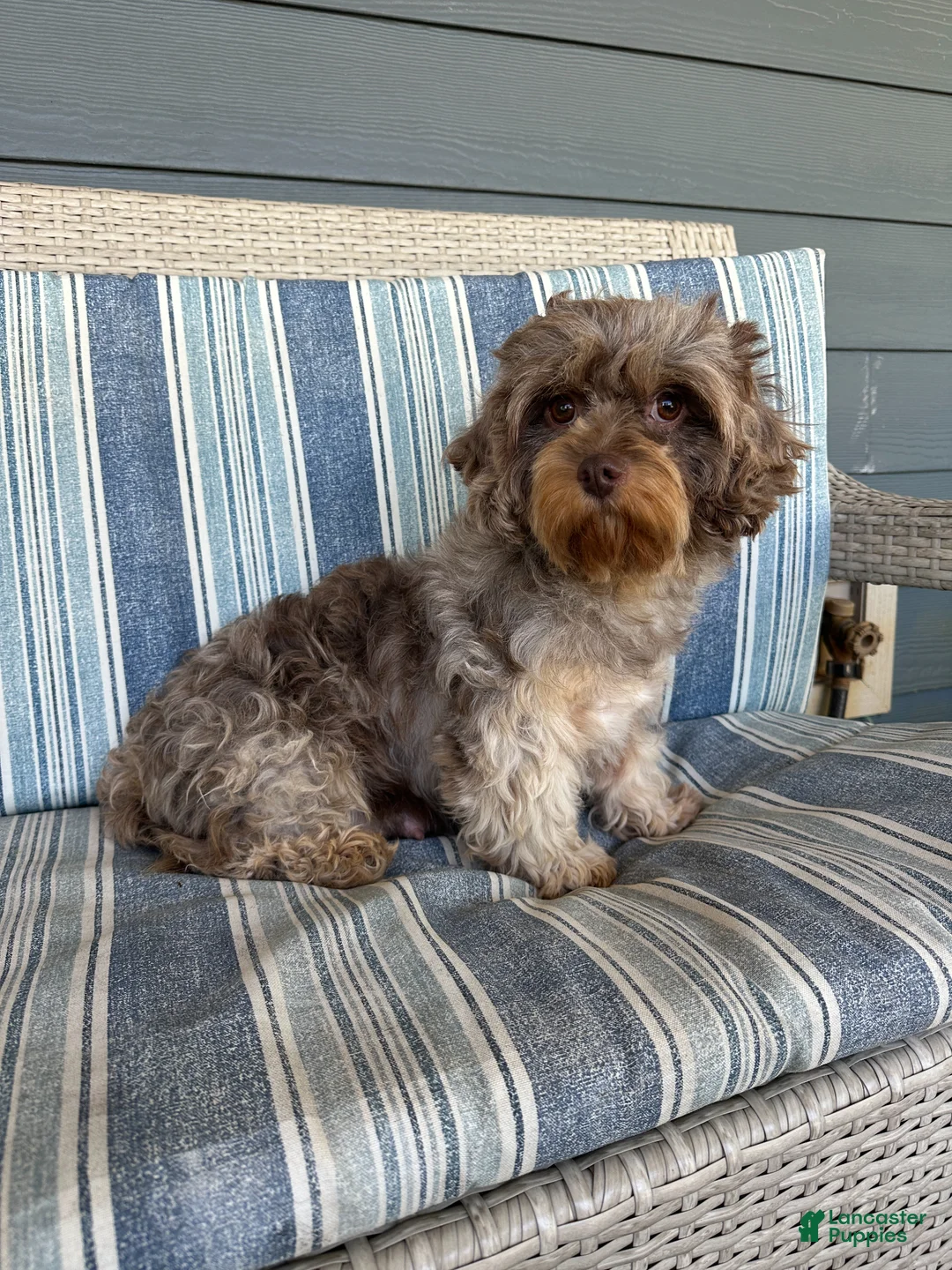 Cavapoo dogs for sale: Patty - Ad 4