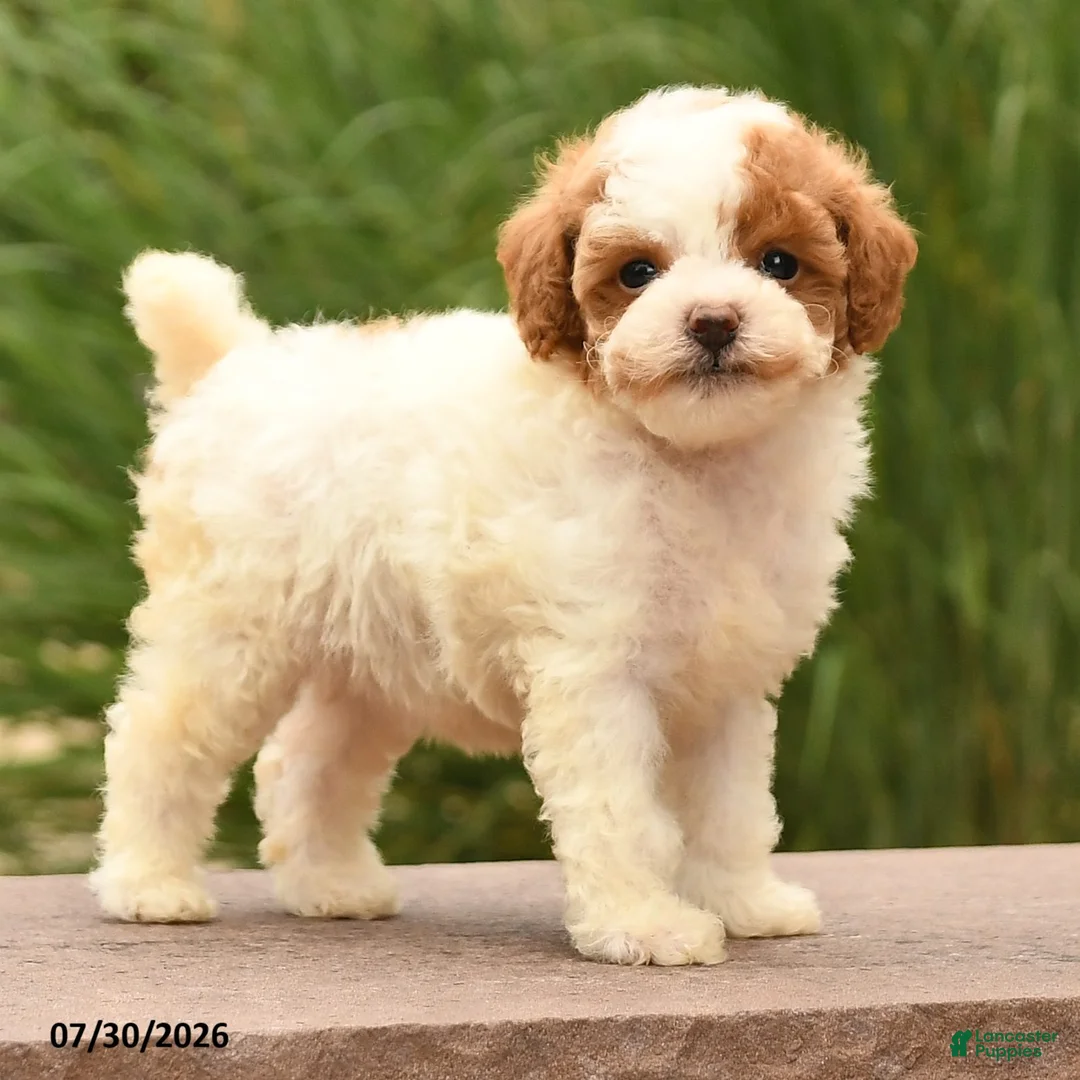 Toy Poodle dogs for sale: Tiny Magic - Ad 2