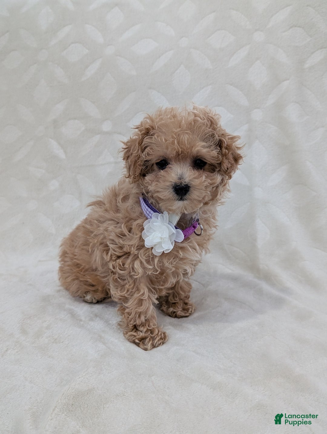 Toy Poodle dogs for sale: Amara - Ad 6