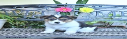 Welsh Corgi Pembroke dogs for sale: Samantha - Ad 4