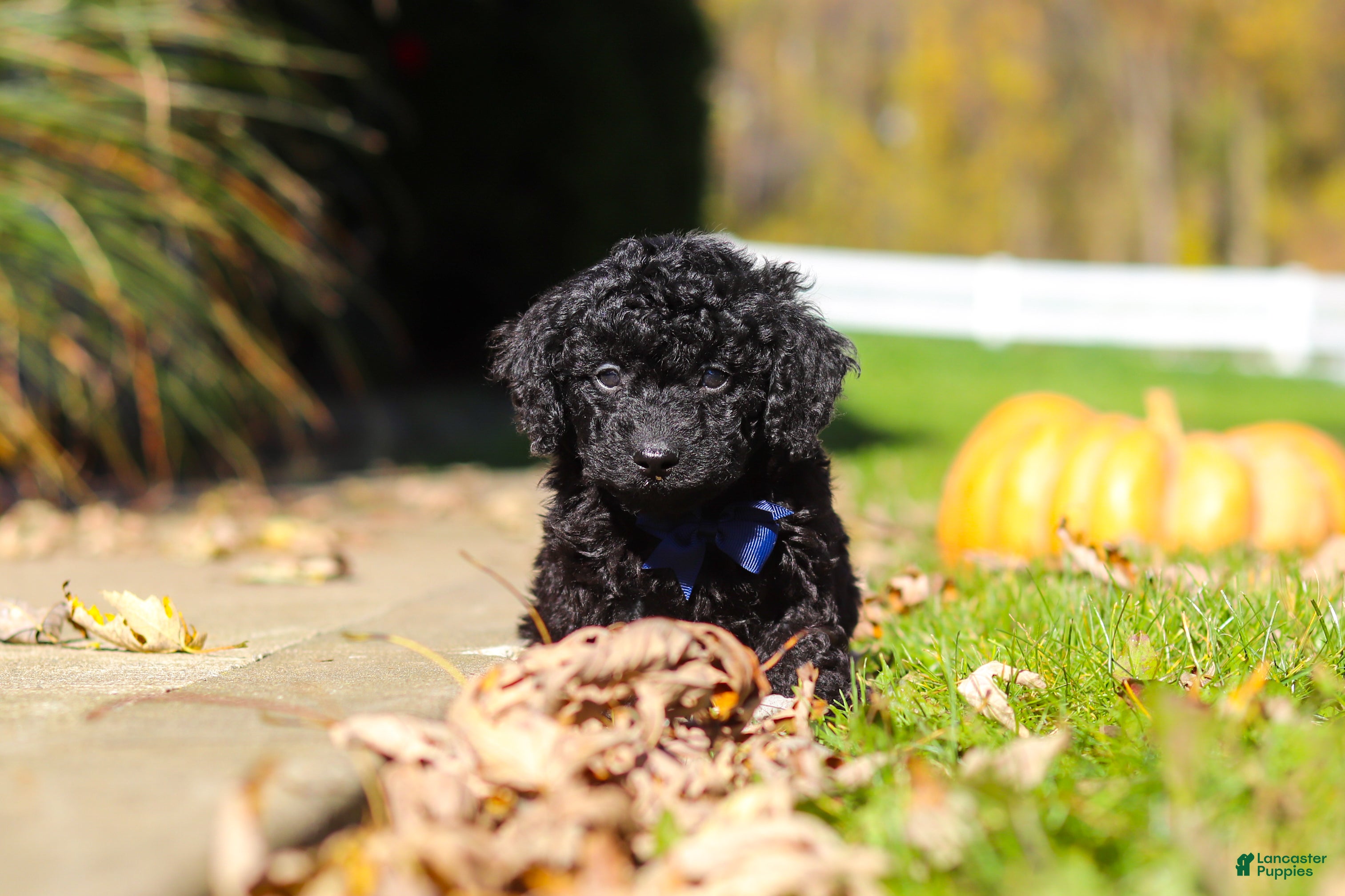 Cavapoo dogs for sale: Landon - Ad 1