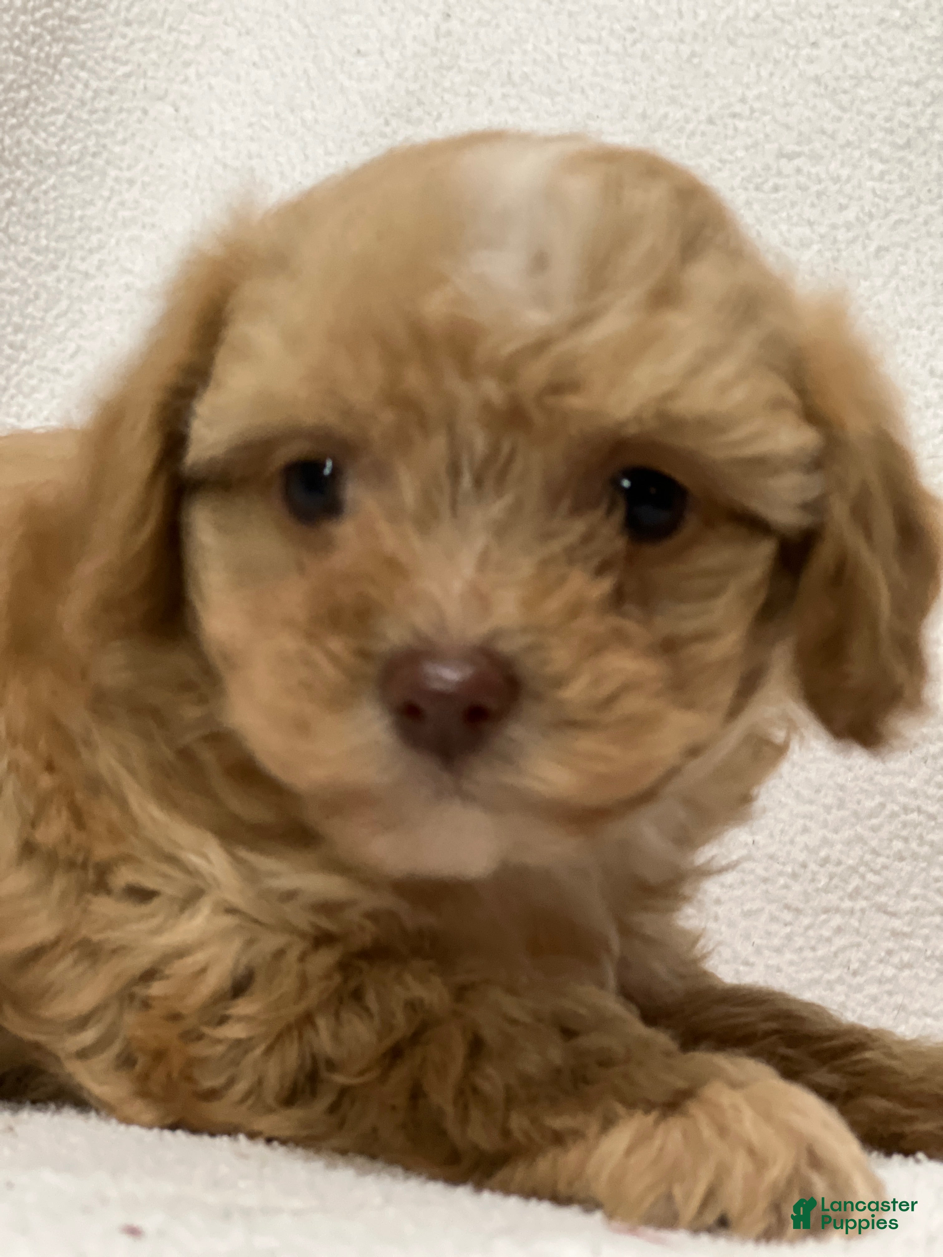 Shihpoo dogs Moose - Ad 29