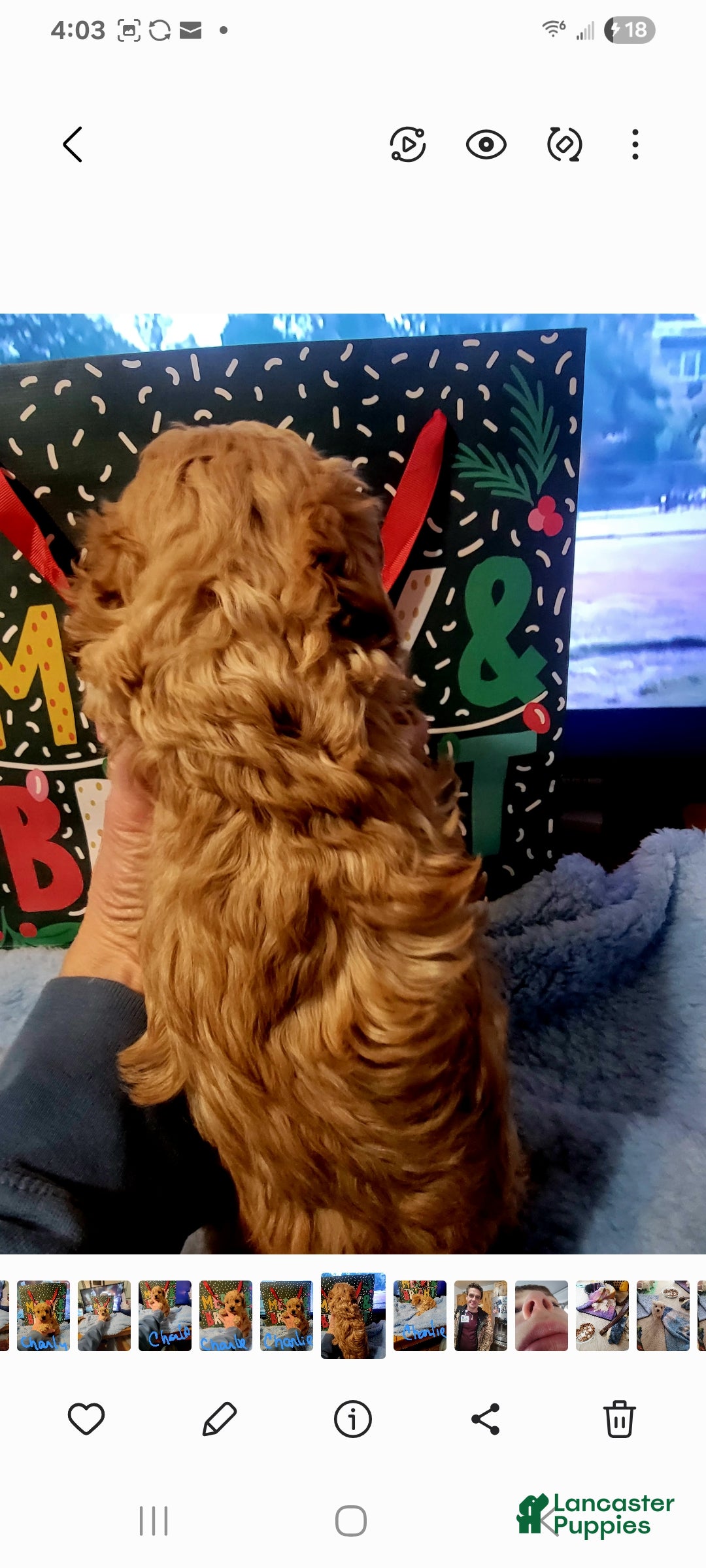 Toy Poodle dogs for sale: Charlie  - Ad 2