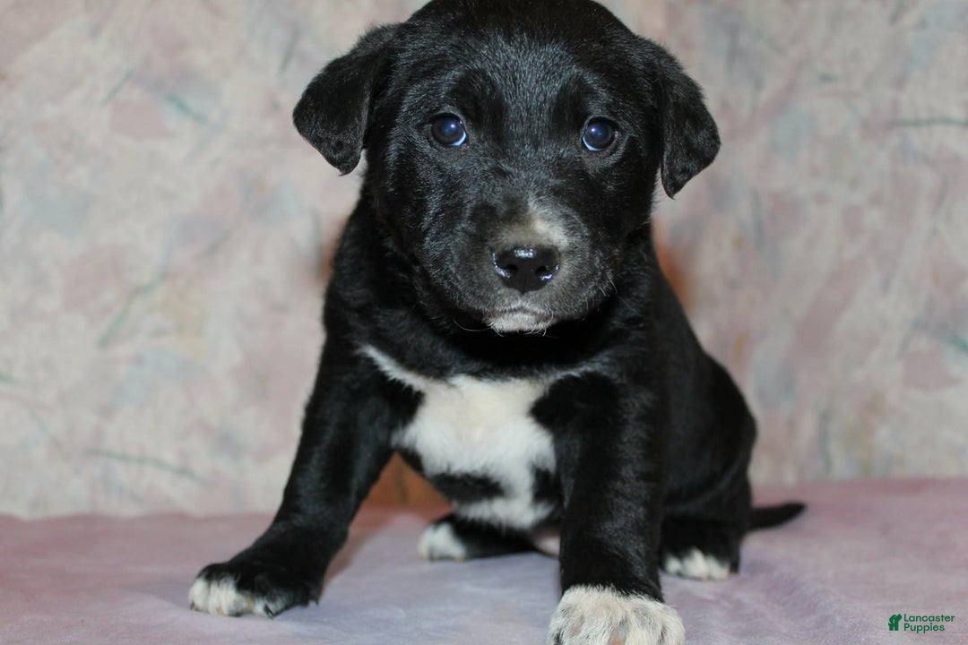 Goldador dogs for sale: Pepper - Ad 1