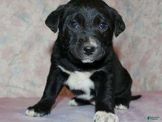 Goldador dogs Pepper - Ad 12