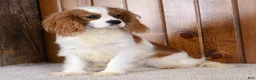 Cavalier King Charles Spaniel dogs for sale: Howard - Ad 2