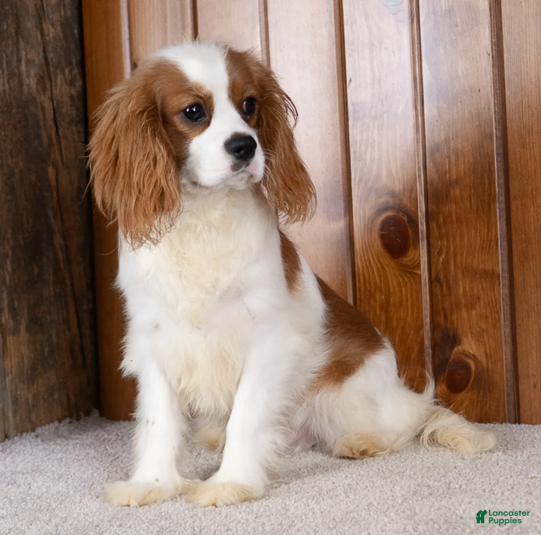 Cavalier King Charles Spaniel dogs for sale: Howard - Ad 2