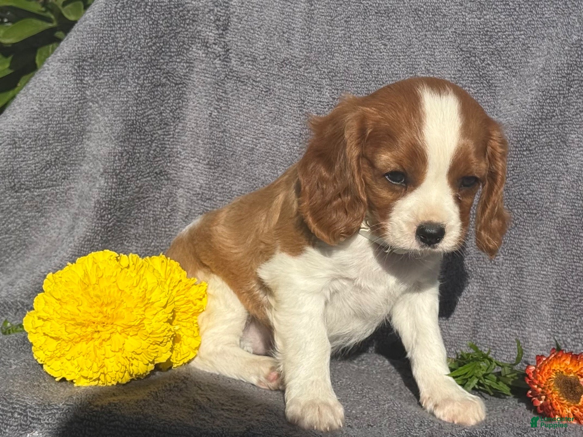 Cavalier King Charles Spaniel dogs Bonnie - Ad 2