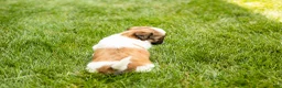 Shih Tzu dogs for sale: Gracie  - Ad 5