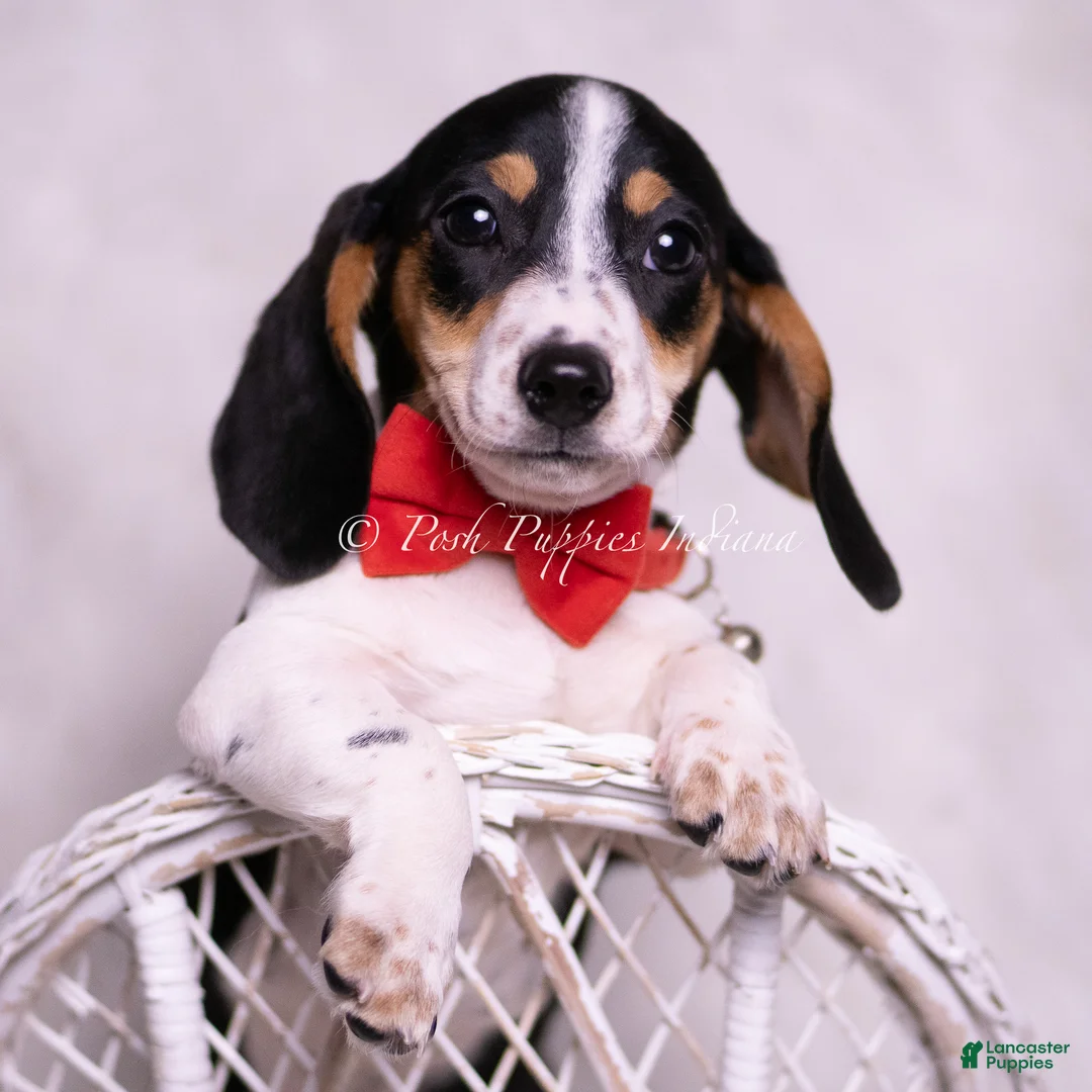 Miniature Dachshund dogs for sale: Galaxy Orion - Ad 2