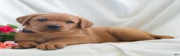 Labrador Retriever dogs for sale: Jaren - Ad 4