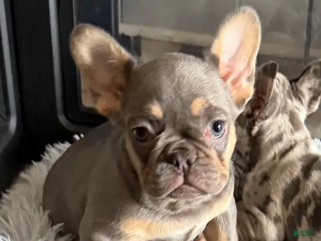 French Bulldog dogs for sale: Dumplin - Ad 20