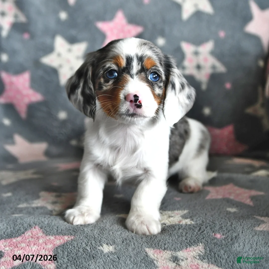 Miniature Dachshund dogs for sale: Sunshine Girl - Ad 1