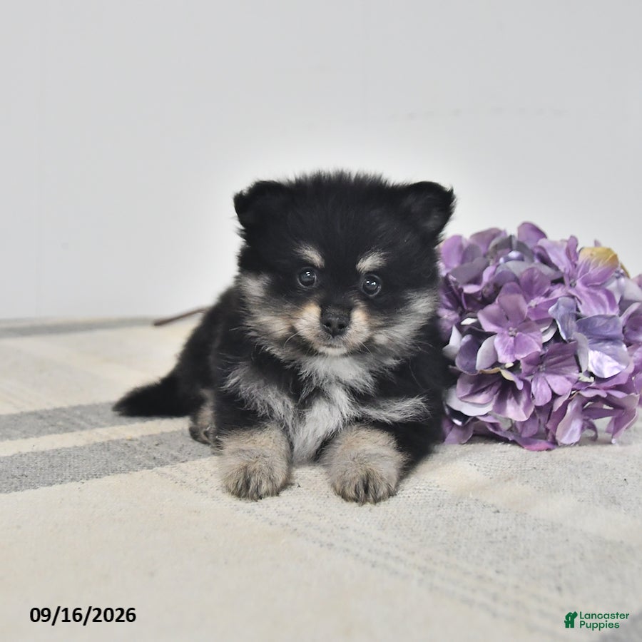 Pomeranian dogs Arnie - Ad 1
