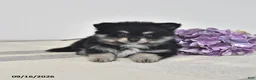Pomeranian dogs for sale: Arnie - Ad 1