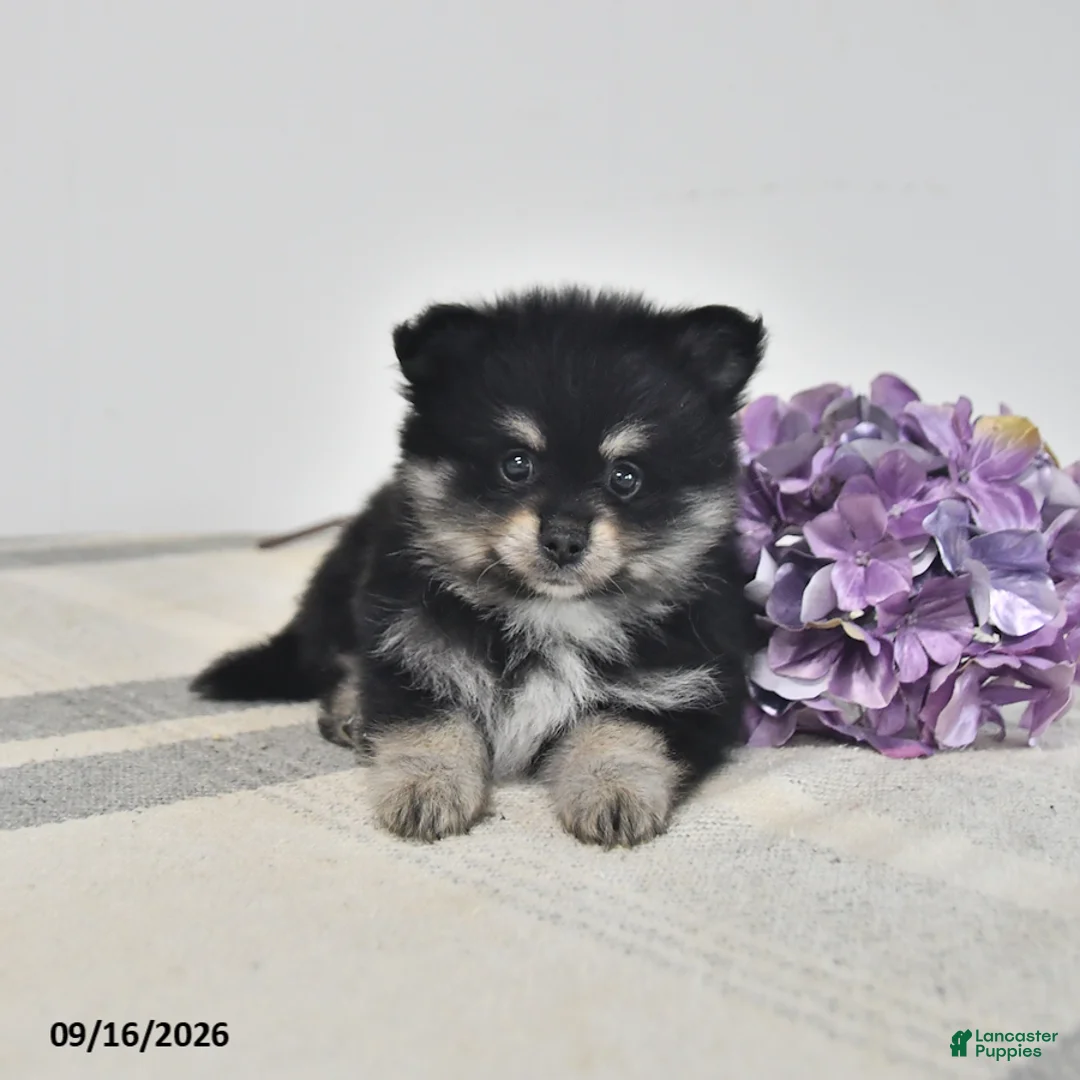 Pomeranian dogs for sale: Arnie - Ad 1