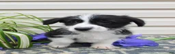 Corgipoo dogs for sale: Leo - Ad 3