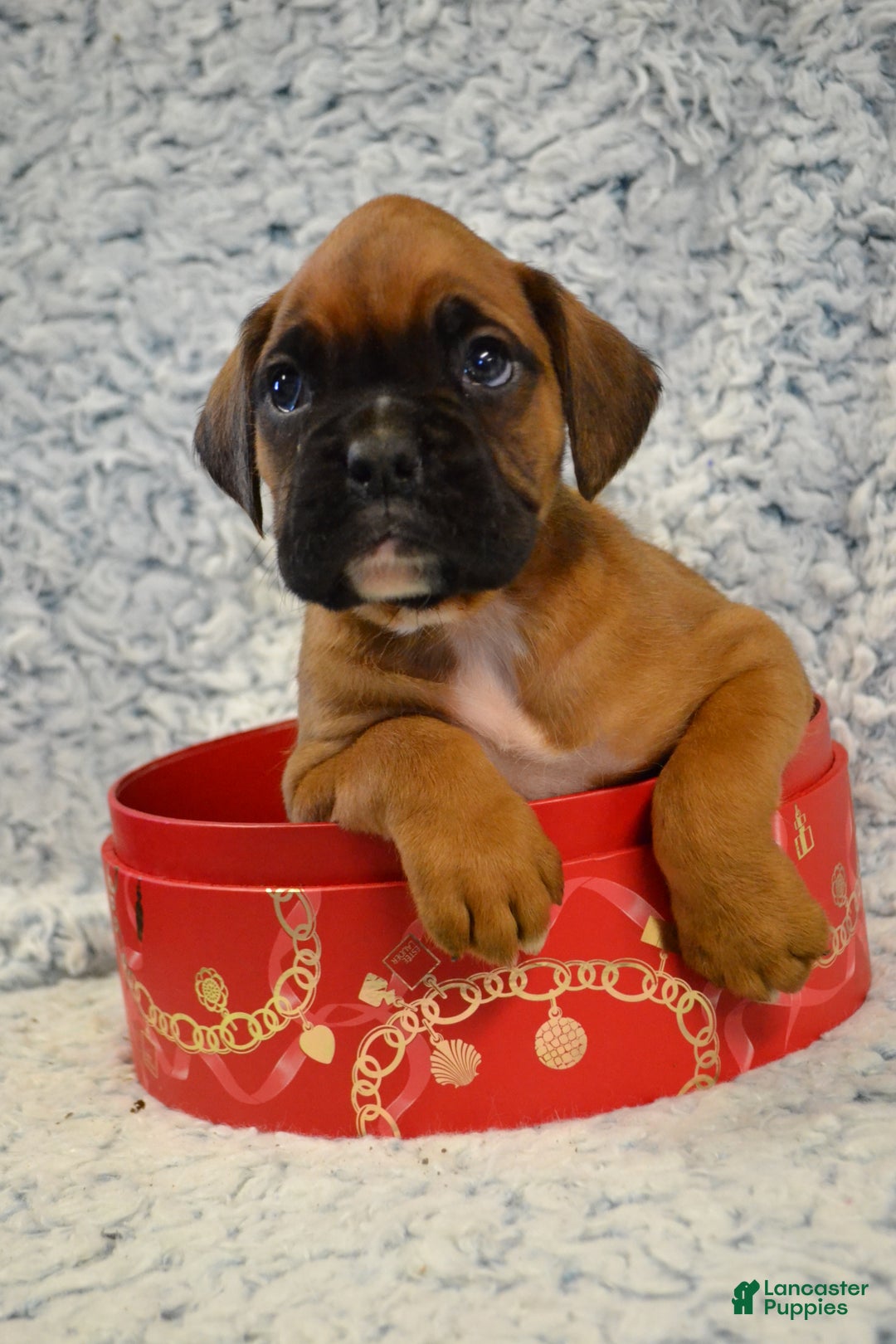 Boxer dogs for sale: Ryder - Ad 5
