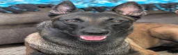 Belgian Malinois dogs for sale: Belgian Malinois 3 - Ad 9