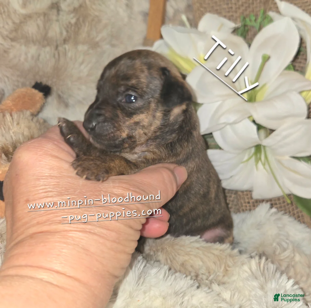 Miniature Pinscher dogs for sale: Miniature Pinscher Puppy 2 - Ad 1