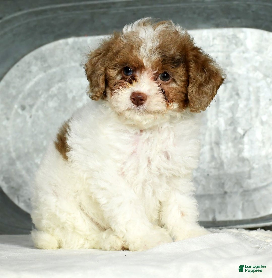 Miniature Poodle dogs for sale: Joy - Ad 2