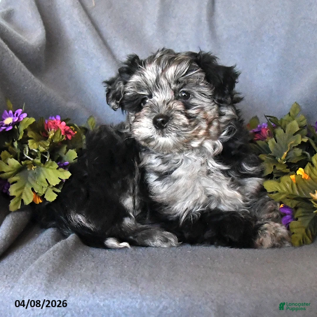 Pomapoo dogs for sale: Straley - Ad 3