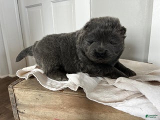 Chow Chow dogs Harvey - Ad 3