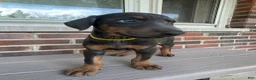 Doberman Pinscher dogs for sale: Rogue - Ad 4