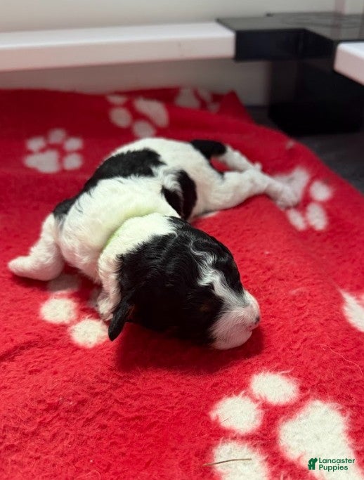 Miniature Poodle dogs Miniature Poodle Green - Ad 1