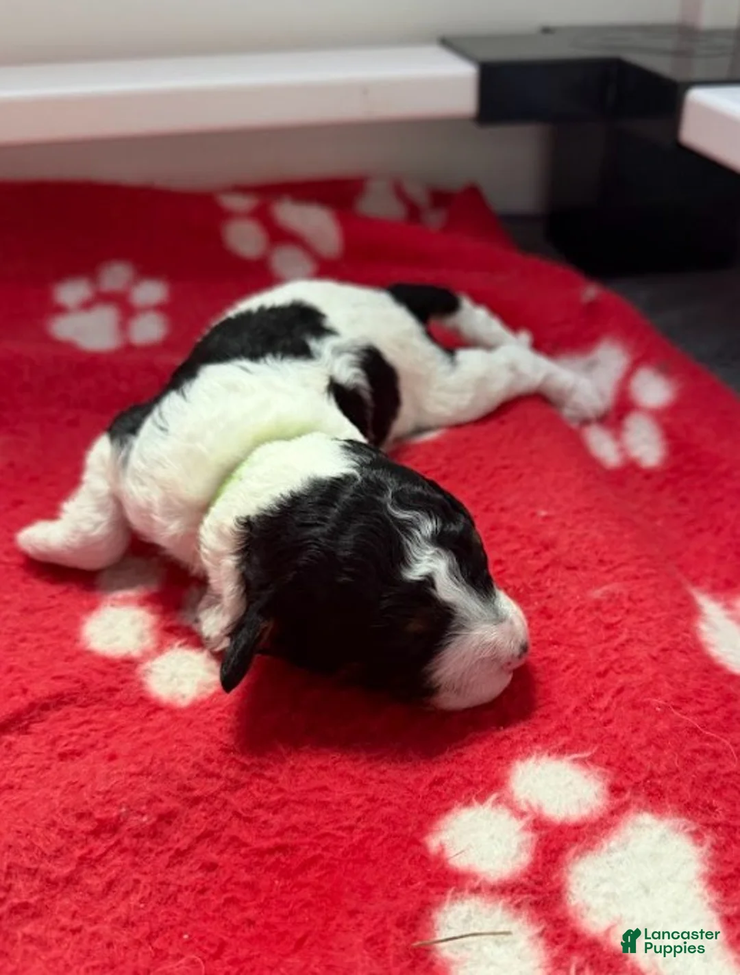 Miniature Poodle dogs for sale: Miniature Poodle Green - Ad 1