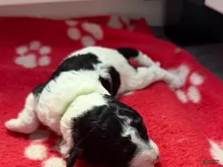 Miniature Poodle dogs for sale: Miniature Poodle Green - Ad 4