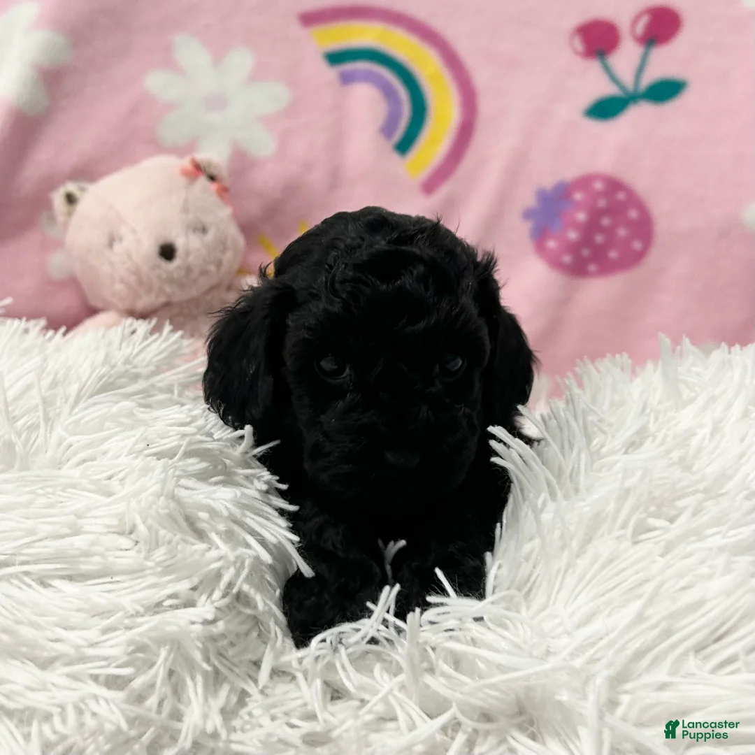 Cavapoo dogs for sale: Stella - Ad 1