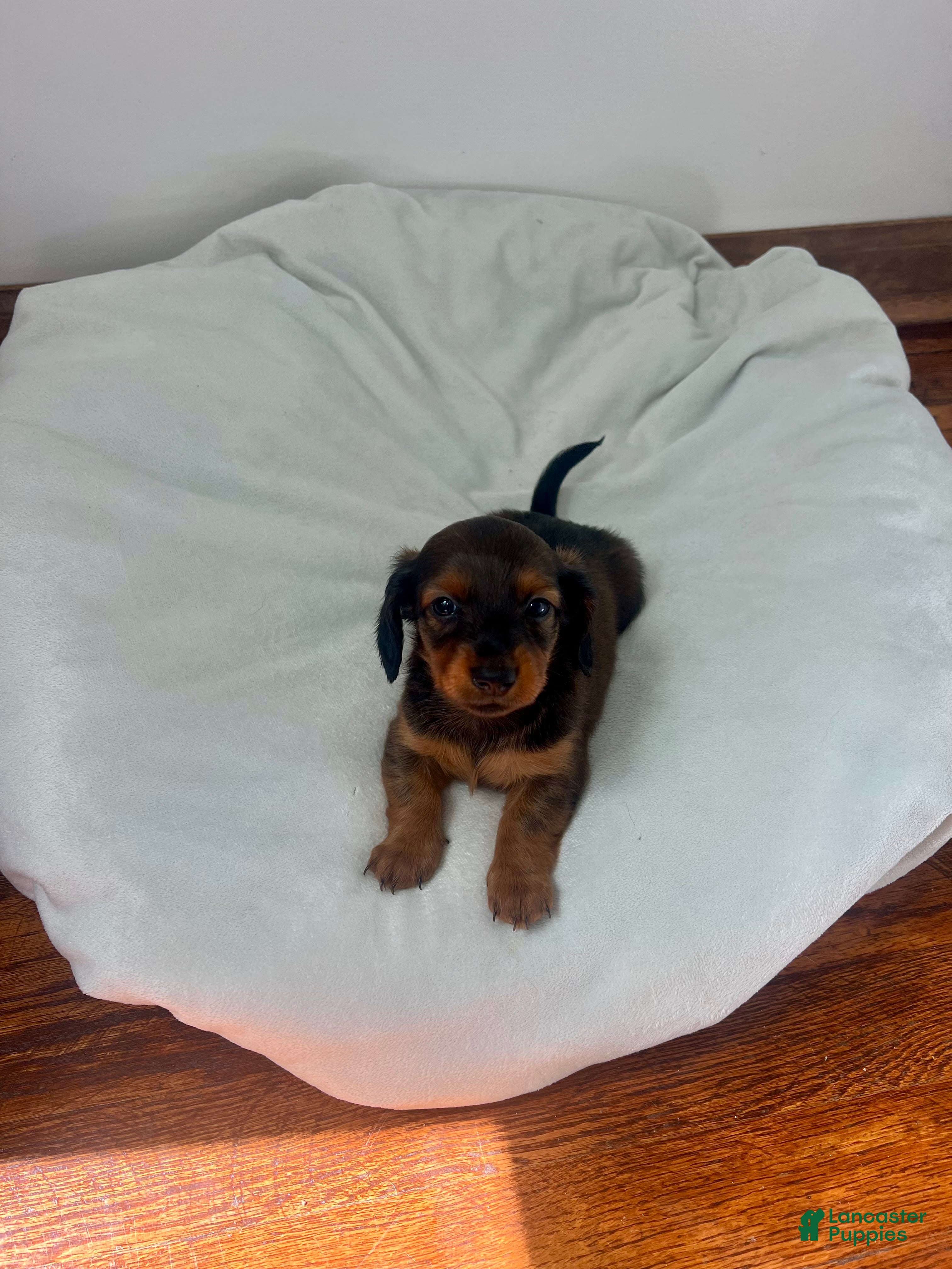 Miniature Dachshund dogs Ranger - Ad 2