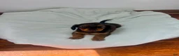 Miniature Dachshund dogs for sale: Ranger - Ad 2