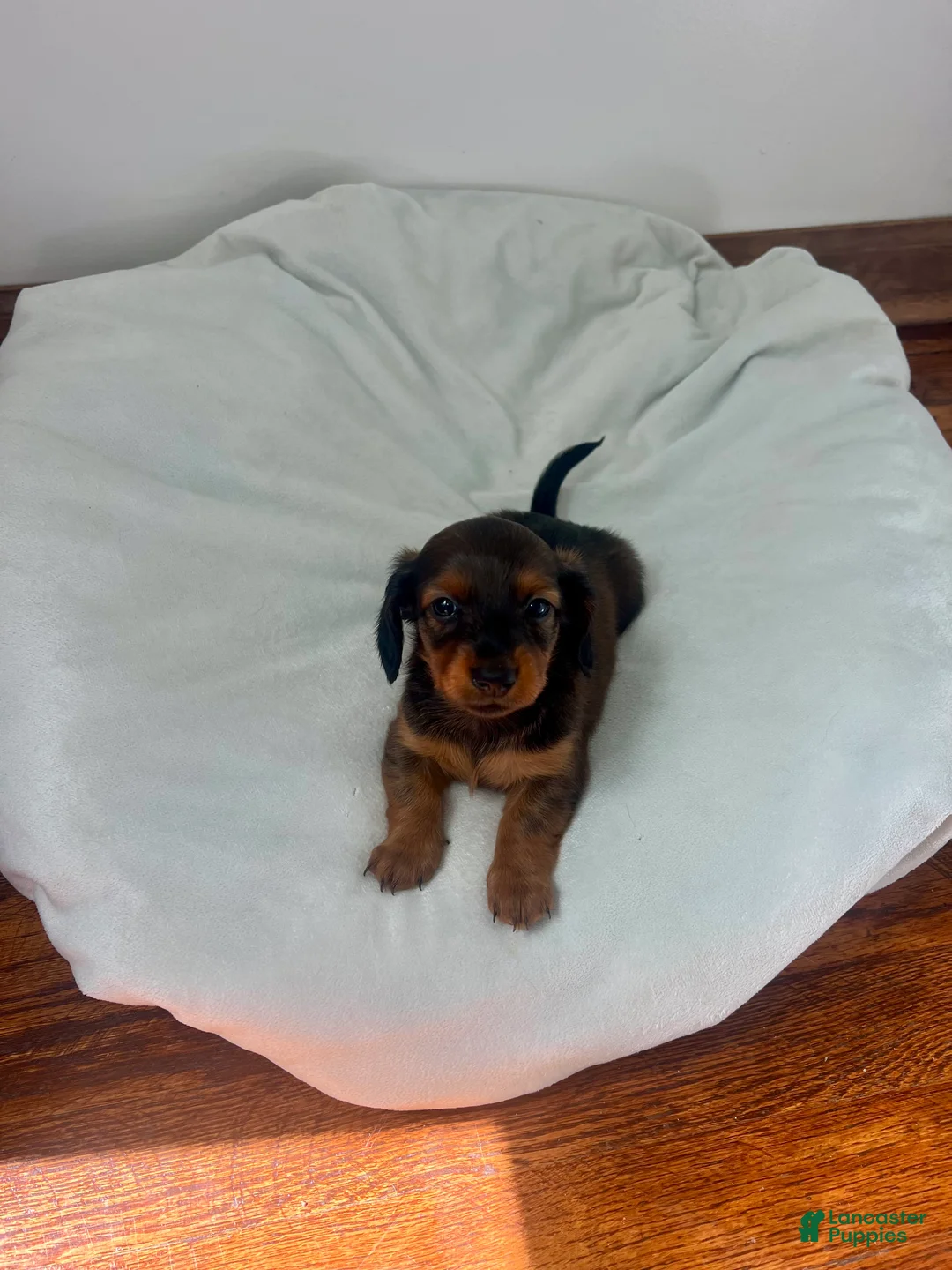 Miniature Dachshund dogs for sale: Ranger - Ad 2