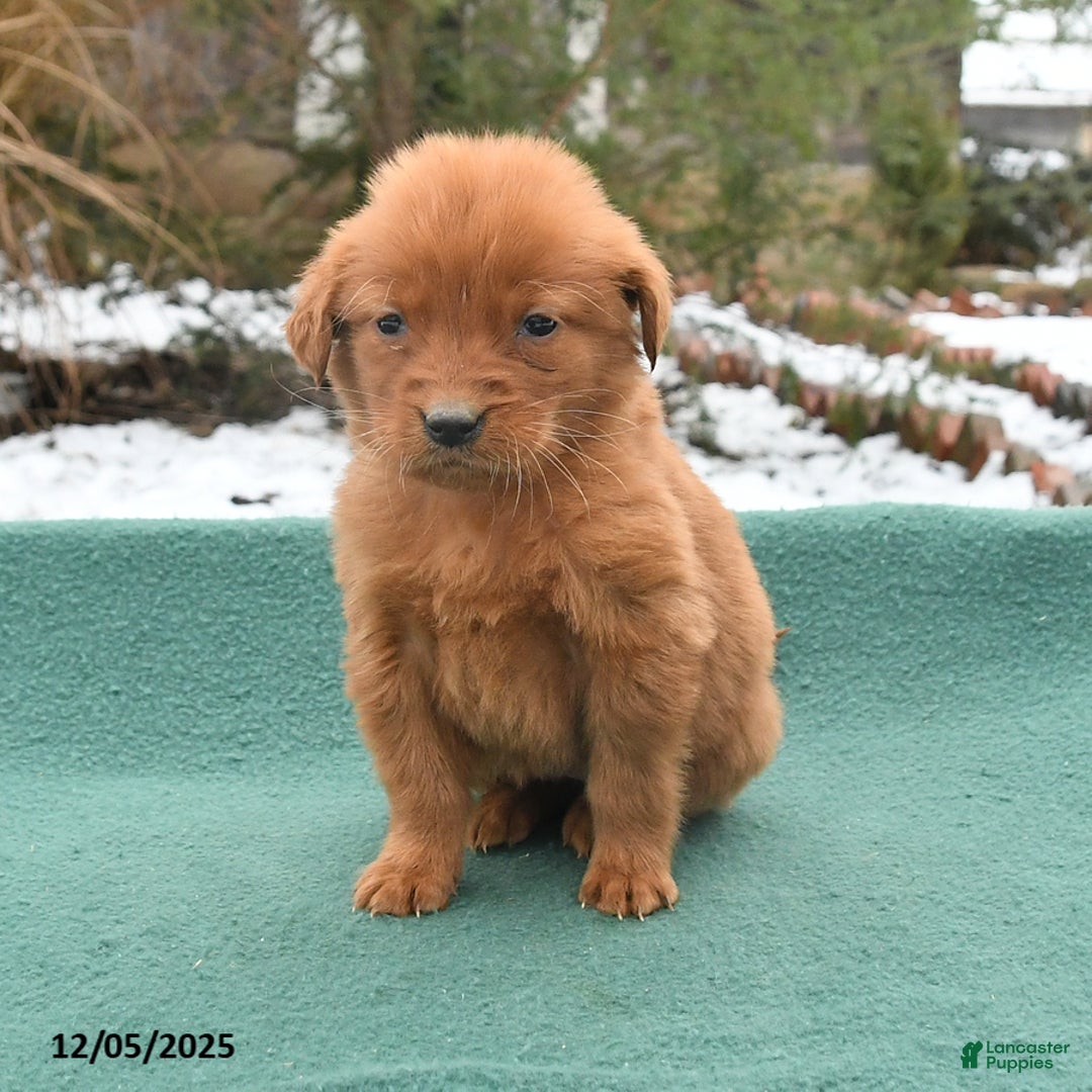 Golden Retriever dogs for sale: Queenie - Ad 3