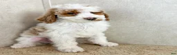 Goldendoodle dogs for sale: Doc  - Ad 5