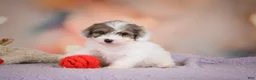Maltipoo dogs for sale: Dusty - Ad 7