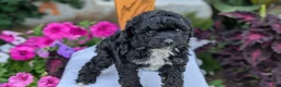 Maltipoo dogs for sale: Kylo - Ad 9